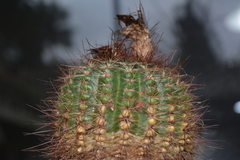 Parodia