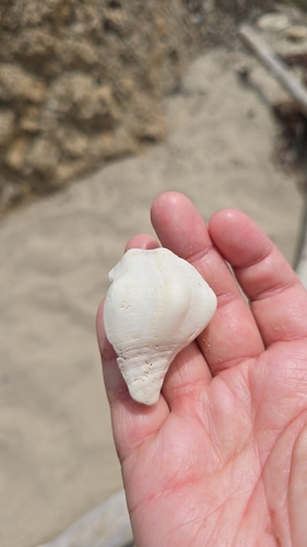 iNaturalist observation photo of Kellet's Whelk