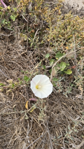 iNaturalist observation photo of false bindweeds