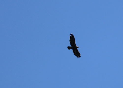 Golden Eagle