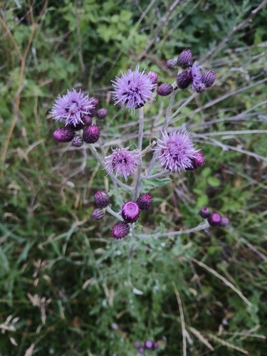 creeping thistle