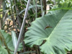 Gasteracantha sauteri