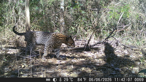 South American Ocelot