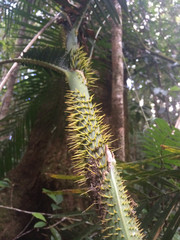 Calamus moti