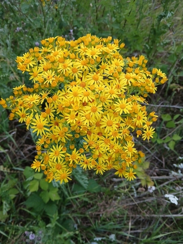 ragwort