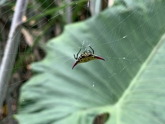 Gasteracantha sauteri