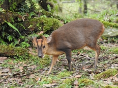 Reeves' Muntjac photo 3