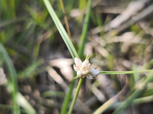 Carex baldensis, photograph 2