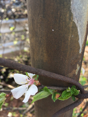 Prunus tomentosa