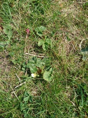 Fragaria × ananassa