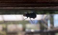 Platyrhinus resinosus