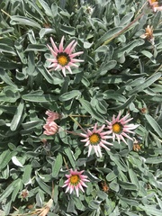 Gazania × splendens
