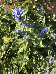 Pentaglottis sempervirens