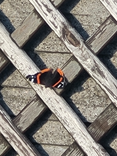 Red Admiral