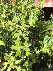 Buxus