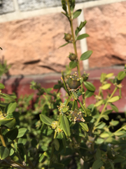 Buxus