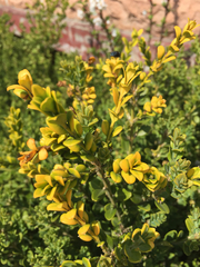 Buxus