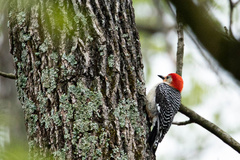 Melanerpes carolinus