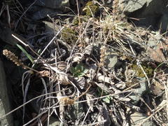 Plantago camtschatica