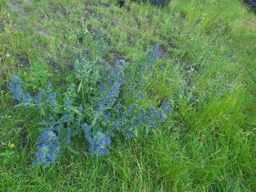 viper's-bugloss