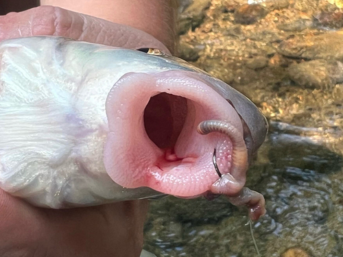 Suckermouth redhorse (Moxostoma pappillosum) — Catostomidae — 4