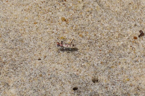 Habrodera nitidula