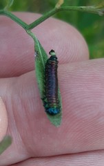 Trirhabda bacharidis