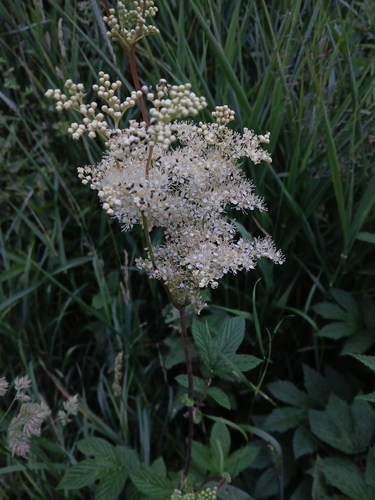 Meadowsweet