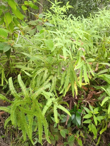 Dicranopteris flexuosa observed 2026-06-29