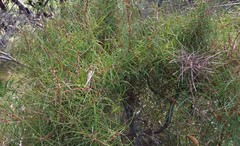 Hakea carinata