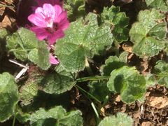 Sidalcea malviflora malviflora