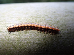 Helicorthomorpha holstii