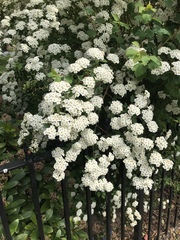 Spiraea × vanhouttei