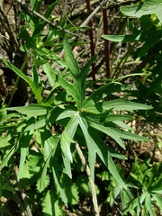 Delphinium cardinale