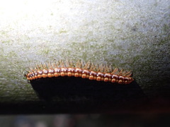 Helicorthomorpha holstii