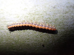 Helicorthomorpha holstii