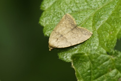 Anachrostis