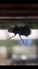 Platyrhinus resinosus