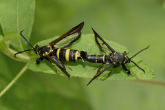 Nokona pilamicola