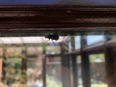 Platyrhinus resinosus