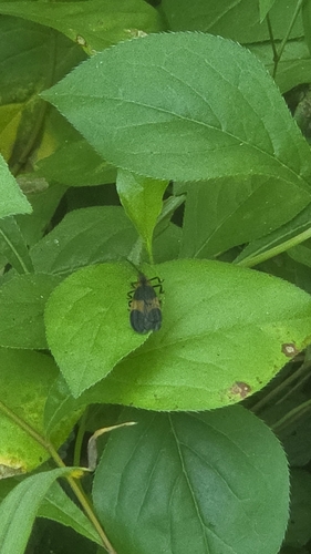 Reticulated Net-winged Beetle