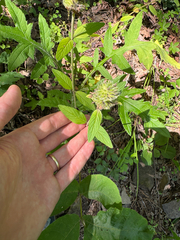 Blephilia ciliata, photograph (c) Kevin Speray, some rights reserved (CC BY)