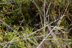 Xanthorhoe percrassata