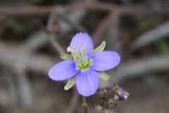 Heliophila linearis linearis