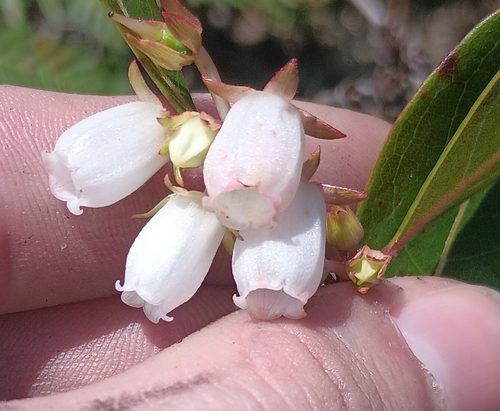Lyonia mariana, photograph 6