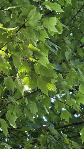 red maple