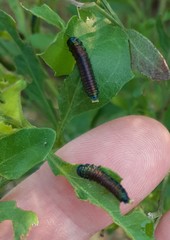 Trirhabda bacharidis