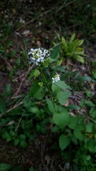 Alliaria petiolata