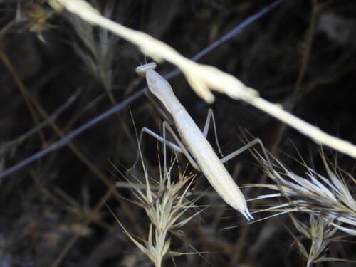 Image of Mantis religiosa by (c) Sara Navarro, some rights reserved (CC BY)
