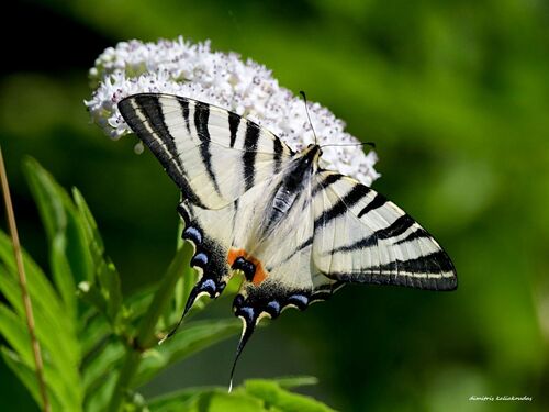 Scarce Swallowtail